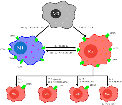 BPC TB4-Mischung Abb 2 BPC TB4-Mischung Abb 2
