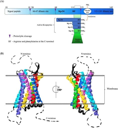 Kisspeptin_Abb1 Kisspeptin_Abb1
